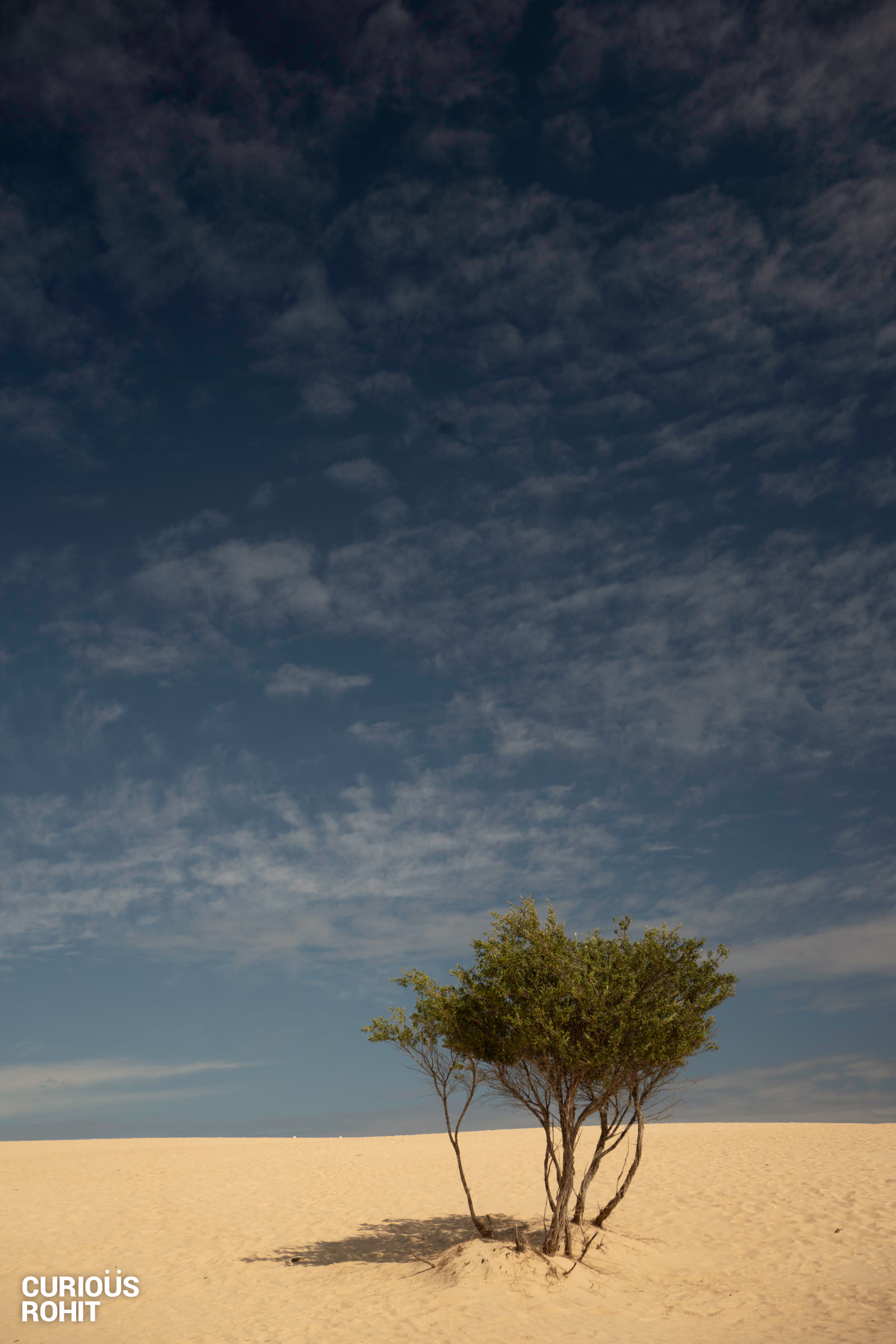 A lone tree in a field