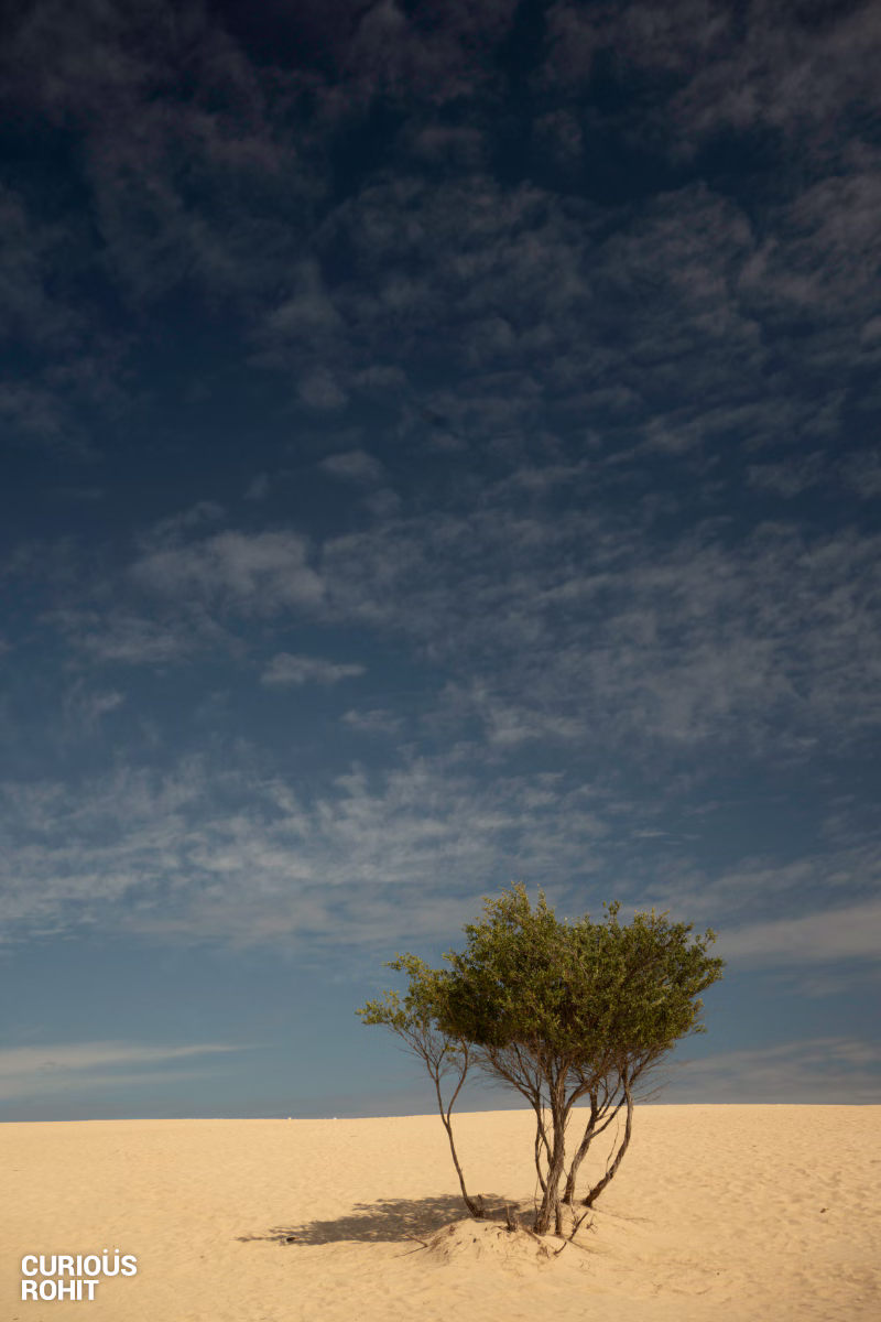 A lone tree in a field