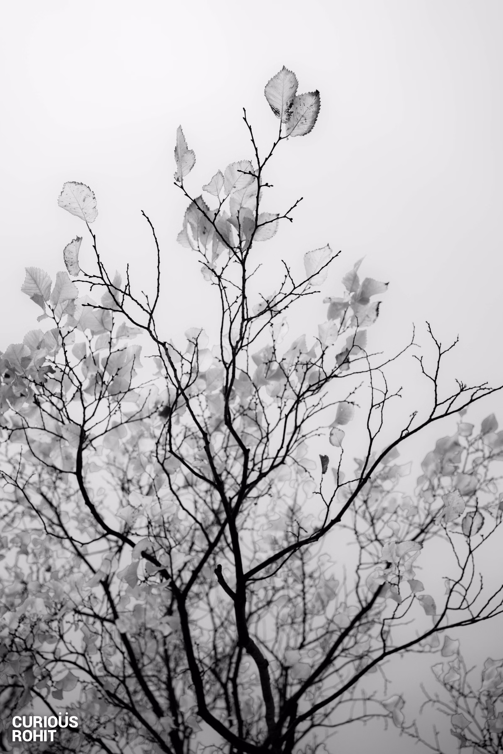 A tree with no leaves