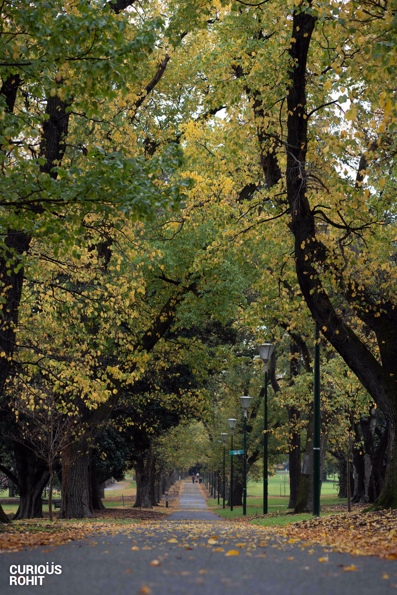 A tree lined path with yellow leaves