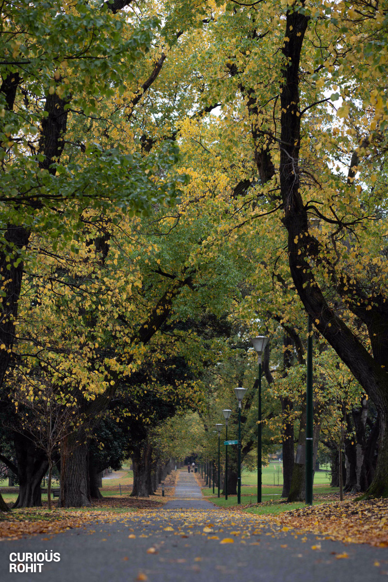 A tree lined path with yellow leaves